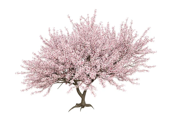 Renderização Uma Árvore Sakura Rosa Florescendo Isolado Fundo Branco — Fotografia de Stock