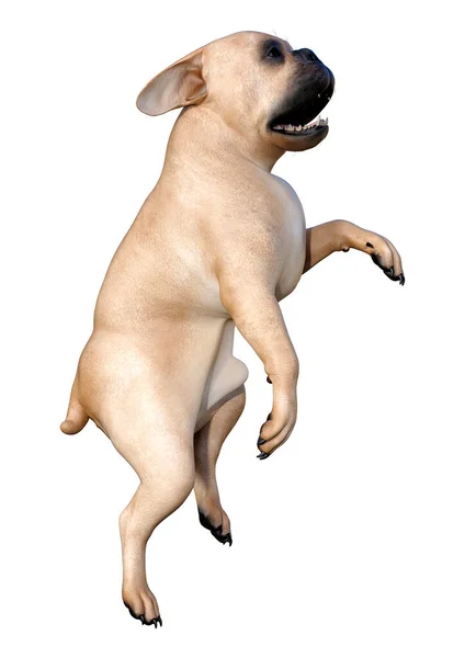 Beyaz Arka Planda Izole Bir Köpek Yavrusu Fransız Bulldog Render — Stok fotoğraf