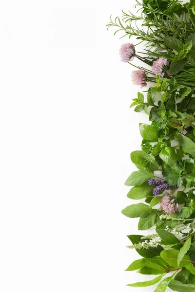 Side Border Assorted Fresh Culinary Herbs Including Sage Mint Coriander — Stock Photo, Image