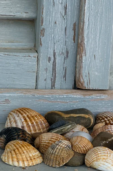 Muscheln Auf Holzgrund — Stockfoto