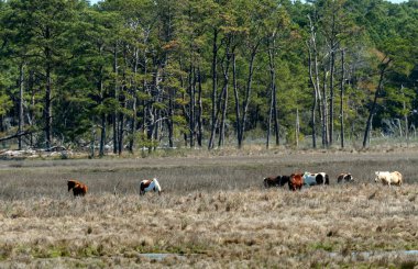 Wild Horses Grazing in a Marshland on a Barrier Island on Chincoteague National Wildlife Refuge in Virginia clipart