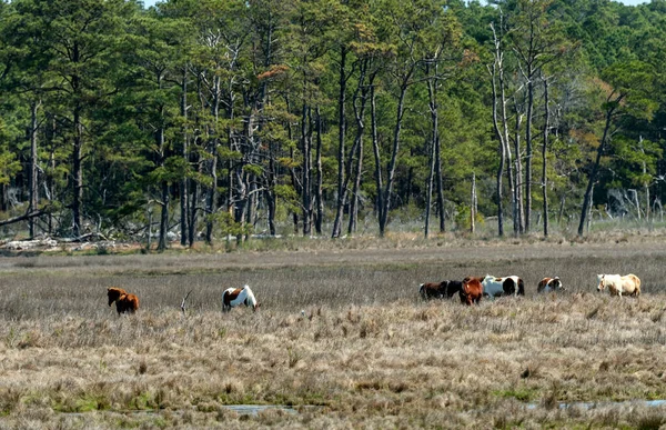 Wildpferde Weiden Einem Sumpfgebiet Auf Einer Sperrinsel Auf Chinoteague National — Stockfoto