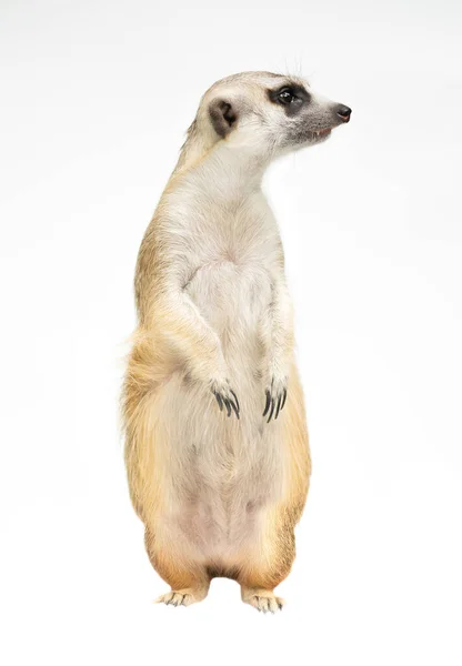 Cute Meerkat Suricata Suricatta Isolated White Background — Stock Photo, Image