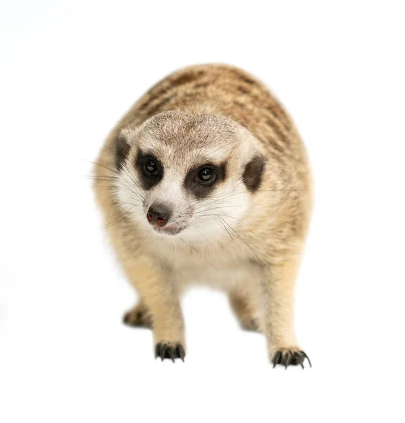 Cute Meerkat Suricata Suricatta Isolado Fundo Branco — Fotografia de Stock