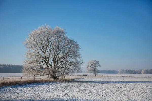 Härlig Vinter Landskap Landsbygden Norra Tyskland Med Snötyngda Träd Och — Stockfoto