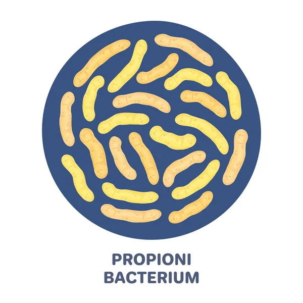 Probióticos Vectoriales Forma Circular Propionibacterium Microbioma Medicina Suplemento Dietético Folleto — Foto de Stock