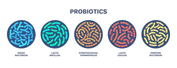 Probióticos Bacteria Del Ácido Láctico Bifidobacterias Lactobacilos Estreptococos Termófilos Lactococos — Foto de Stock