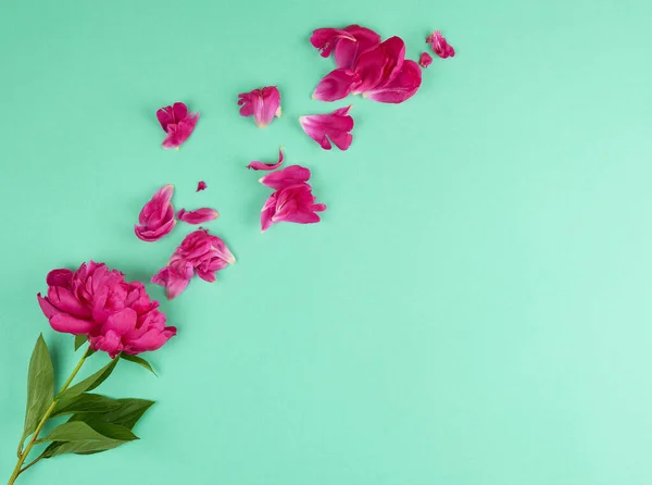 Red Blooming Peony Green Leaves Petals Green Background Copy Space — Stock Photo, Image