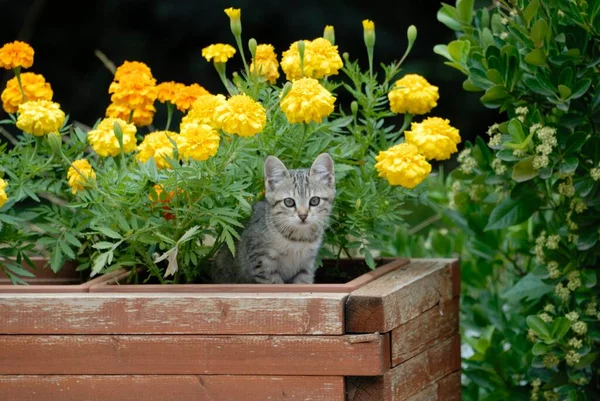 Leka Katt Blomlådan — Stockfoto