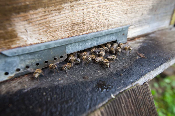 Zbliżenie Wejścia Ula Pszczołami Pasiece Wiosną Rano — Zdjęcie stockowe