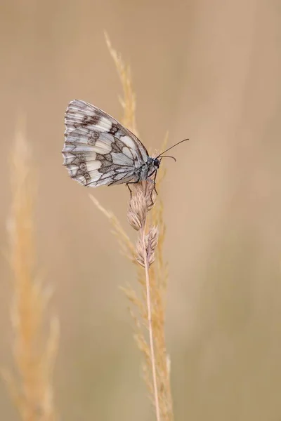 Beau Papillon Sur Une Fleur — Photo