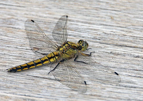 Dragonfly Fundal Din Lemn — Fotografie, imagine de stoc