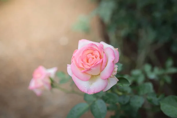 Krásné Růžové Růže Zahradě — Stock fotografie