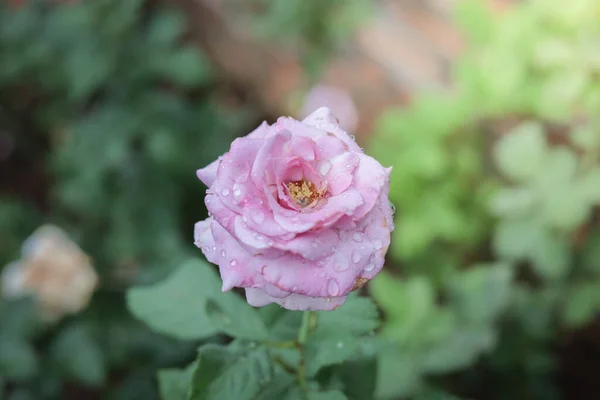 Schöne Rosen Garten — Stockfoto