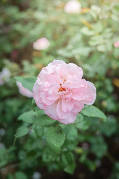 Gyönyörű Rózsaszín Rózsák Kertben — Stock Fotó