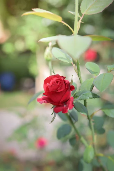 Kauniit Ruusut Puutarhassa — kuvapankkivalokuva