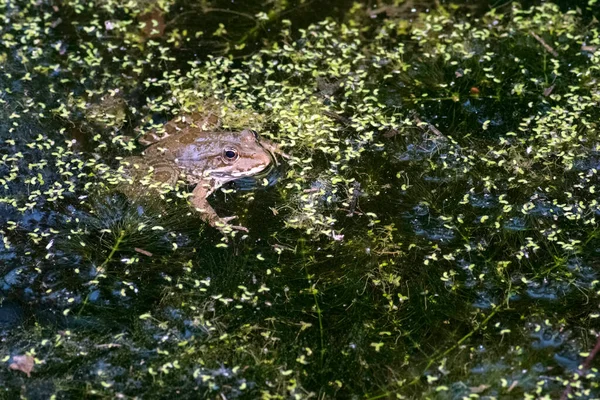 Κοινός Βάτραχος Της Σαρδηνίας Παρών Στις Λίμνες Καλοκαίρι Φυσικοί Οικότοποι — Φωτογραφία Αρχείου