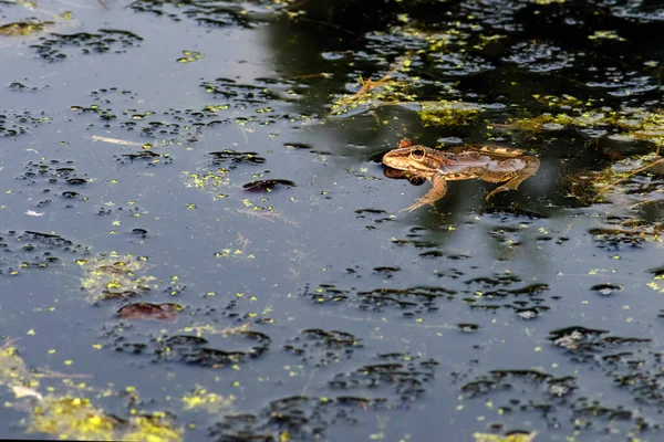 Common Frog Sardinia Present Ponds Summer Its Natural Habitats Temperate — Stock Photo, Image