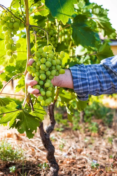 Vinicultor Caucasiano Trabalhando Uma Vinha Orgânica Ele Tem Monte Uvas — Fotografia de Stock