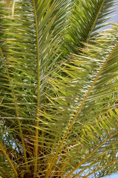 Palmier Avec Des Feuilles Vertes Sur Fond Ciel — Photo