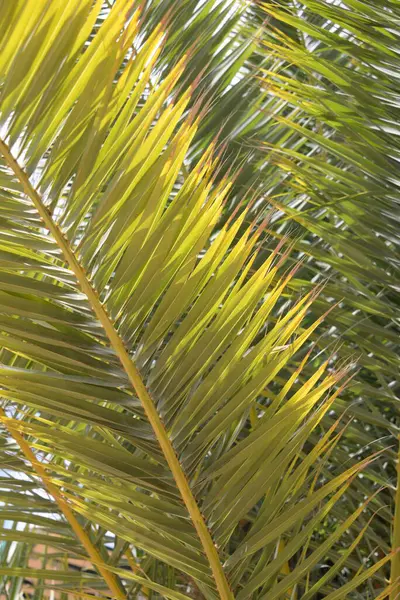 Palmboom Het Strand — Stockfoto