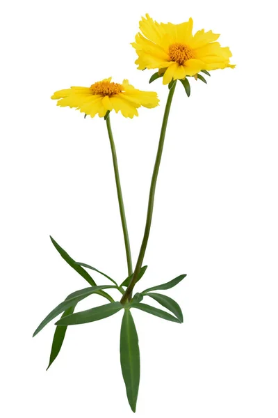 Daisy Kuning Indah Marguerite Dengan Batang Tanaman Dan Daun Hijau — Stok Foto