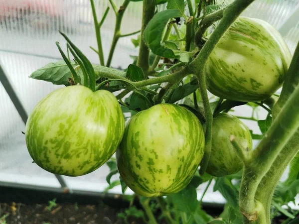 Tomates Verdes Crescendo Estufa — Fotografia de Stock