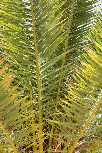 Palmboom Met Groene Bladeren — Stockfoto
