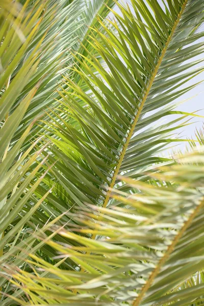 Palmera Playa —  Fotos de Stock