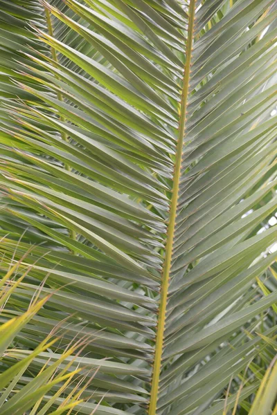 Зелене Пальмове Листя Пляжі — стокове фото