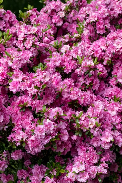 정원에서 나뭇가지에 분홍색 — 스톡 사진