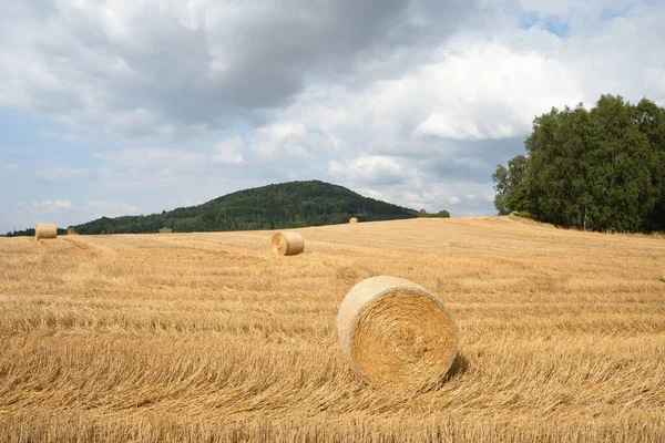 Bele Słomy Polu Latem — Zdjęcie stockowe