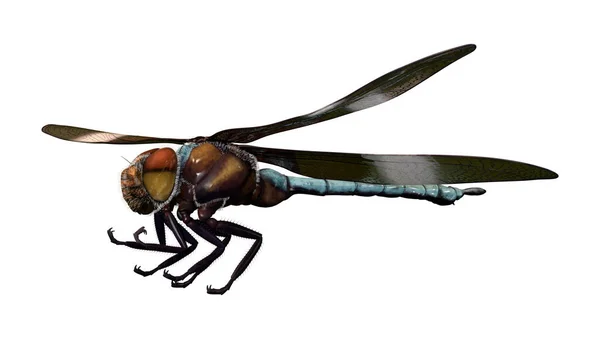 Απόδοση Μιας Χήρας Skimmer Dragonfly Libellula Luctuosa Απομονωμένη Λευκό Φόντο — Φωτογραφία Αρχείου