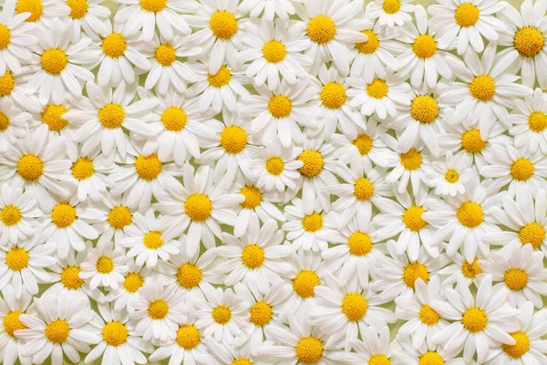 Carpet Flowers Beautiful White Daisies Marguerite Backgrounds Germany — Stock Photo, Image