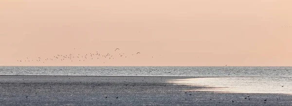 Möwen Strand Bei Sonnenuntergang — Stockfoto