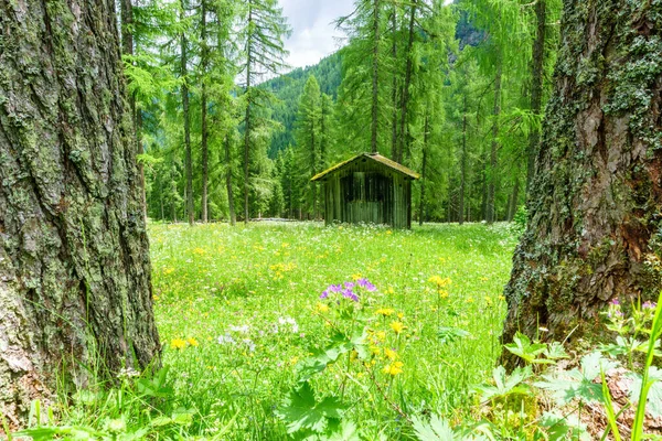 Flores Sextener Fischleinbachtal Tirol Sul — Fotografia de Stock