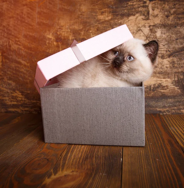苏格兰直猫奶油色 明信片到妇女节的模板 纯种小猫在摄影棚 盒子里的一只俏皮的小猫 — 图库照片