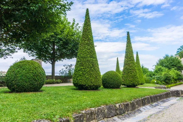 Hermoso Plano Botánico Fondo Pantalla Natural — Foto de Stock