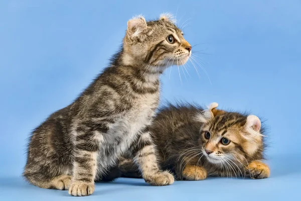 Söt Liten Kattunge Blå Bakgrund — Stockfoto