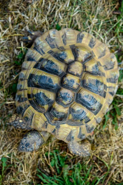 Schildkröte Grünen Gras — Stockfoto