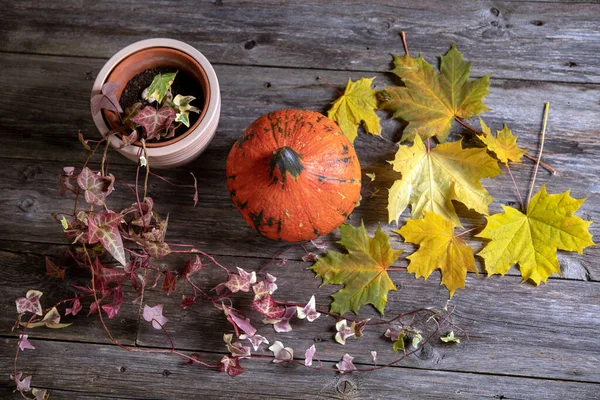 Naturaleza Muerta Con Calabaza Hiedra Hojas Arce Amarillo Suelo Madera —  Fotos de Stock