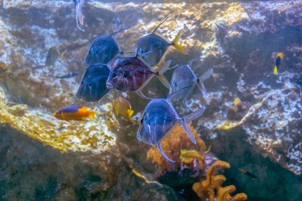 Bellissimo Mondo Subacqueo Del Mare Nel Caraibico — Foto Stock