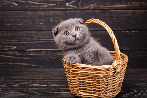 Gatito Escocés Gatito Gris Divertido Cesta Gatito Puso Unas Patas — Foto de Stock