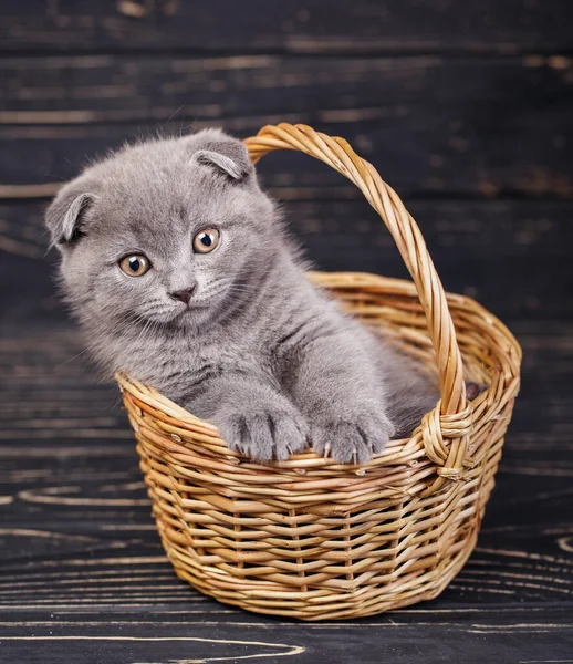 苏格兰折叠猫咪 灰色小猫在照相馆 一只小猫把爪子放在篮子的边缘上 凯蒂期待着 猫的专业摄影 在黑色背景上 — 图库照片