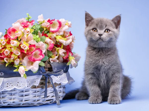 Chaton Écossais Hétéro Chaton Est Côté Des Fleurs Vives Professionnel — Photo