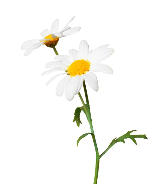 White Daisies Marguerite Isolated White Background Including Clipping Path Germany — Stock Photo, Image