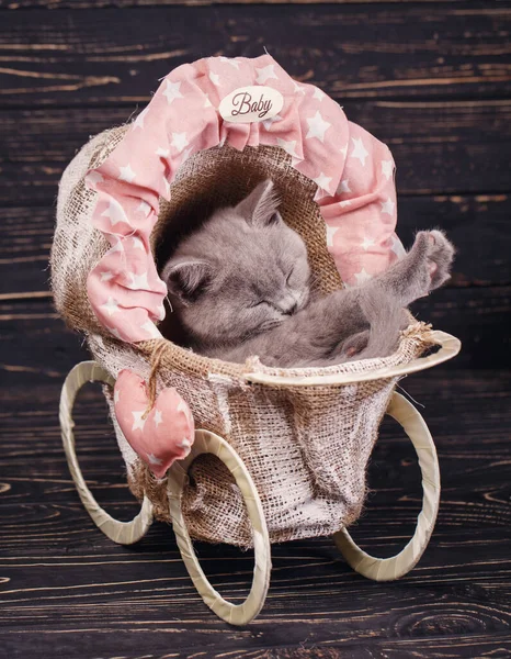 可爱的小猫 有一篮子红纱 — 图库照片