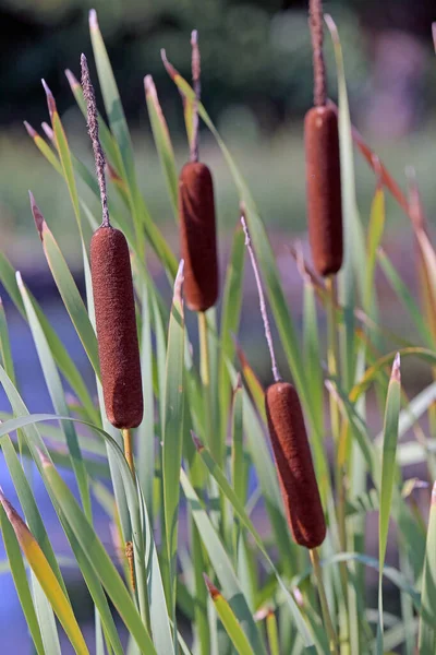 Piękne Botaniczne Ujęcie Naturalna Tapeta — Zdjęcie stockowe