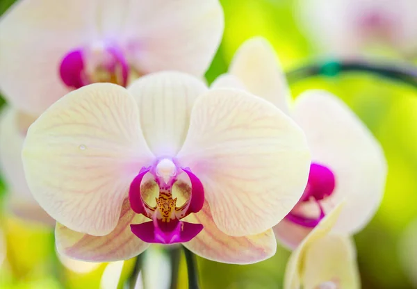 Gyönyörű Orchidea Virág Kertben — Stock Fotó
