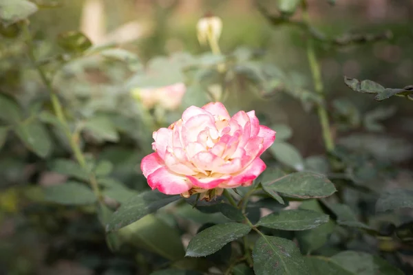 Belas Rosas Jardim — Fotografia de Stock